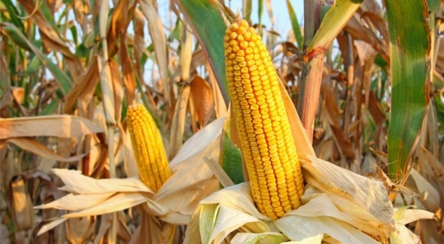 Corn.jpg